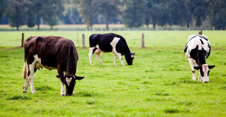 India to study role of cow urine, dung in curing diseases