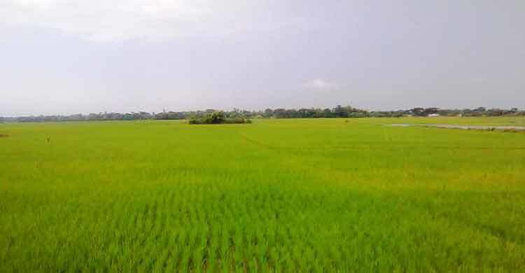 কক্সবাজারে সেচ প্রকল্পে সুবিধা পাবে অর্ধ-লাখ কৃষক