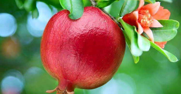 যে কারণে আনার খাবেন