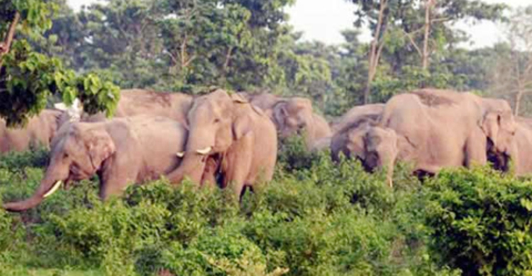 শ্রীবরদীতে বন্যহাতির আক্রমণে বৃদ্ধ নিহত