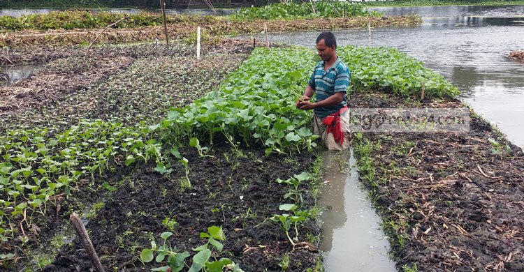 ভাসমান বেডে সবজি চাষ এখন চাঁদপুরের মডেল