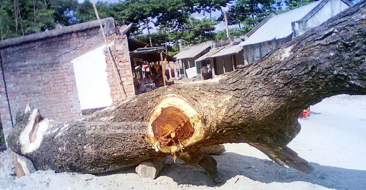 গাছটি আসলে কার?