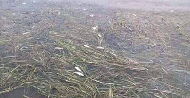 হাওরে মাছ ধরার নিষেধাজ্ঞা প্রত্যাহার