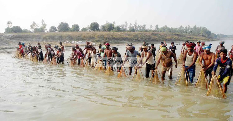 নওগাঁয় চলছে মাছ ধরার মহোৎসব