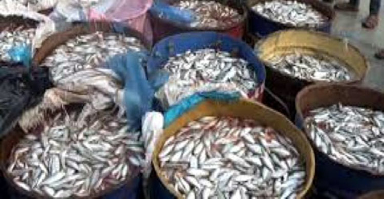 চট্টগ্রামে ৭০ মেট্রিক টন জাটকাসহ জাহাজ জব্দ