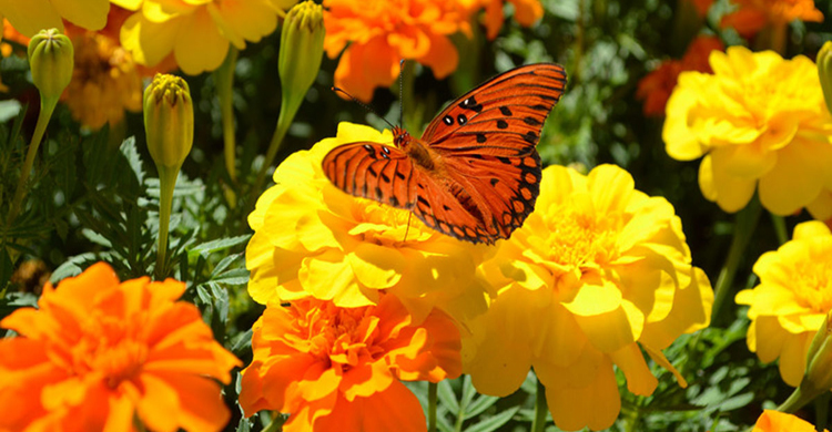 শীতের ফুল