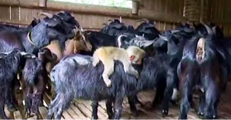 ছাগলের পিঠে বানরের বসবাস! (ভিডিও)