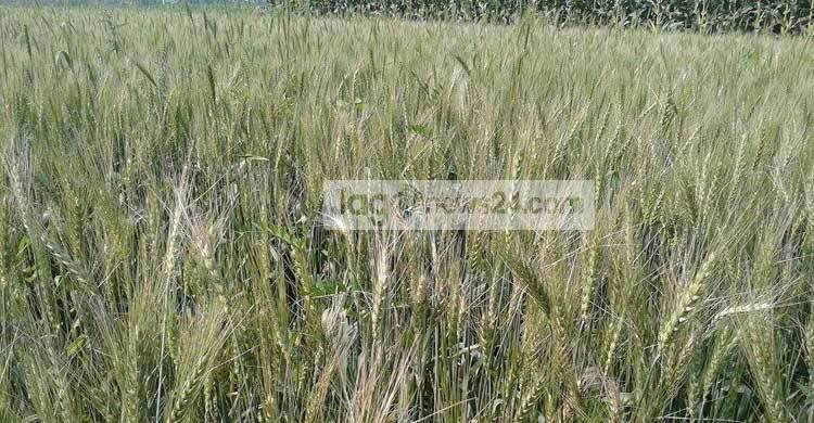 মেহেরপুরে আবারও ব্লাস্ট, ছড়াতে পারে ভারত-নেপালেও