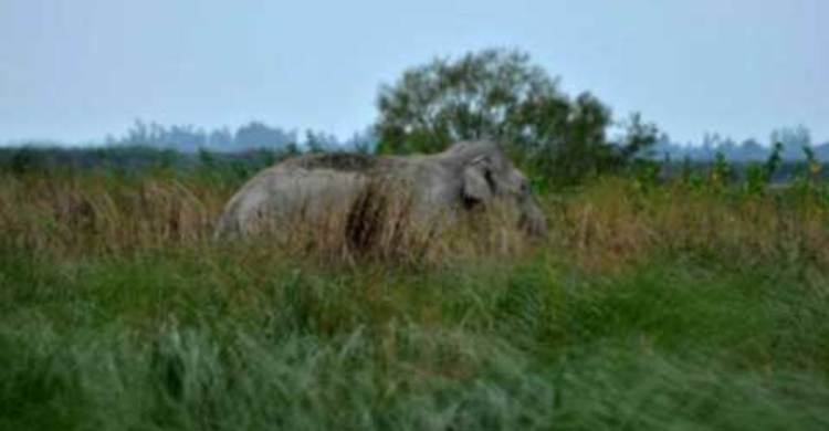 ঝিনাইগাতী সীমান্তে এবার মারা পড়লো বন্য হাতি