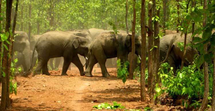 কৌশলে বাংলাদেশে হাতি ঢোকাচ্ছে বিএসএফ