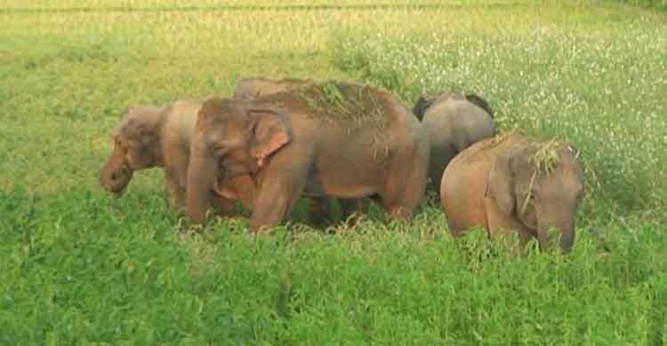 শেরপুরে বন্যহাতির আক্রমণে কৃষক নিহত