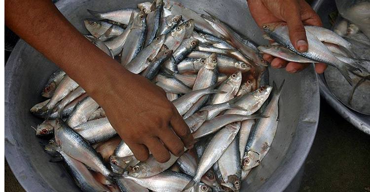 ইলিশের কেজি ১শ টাকা!