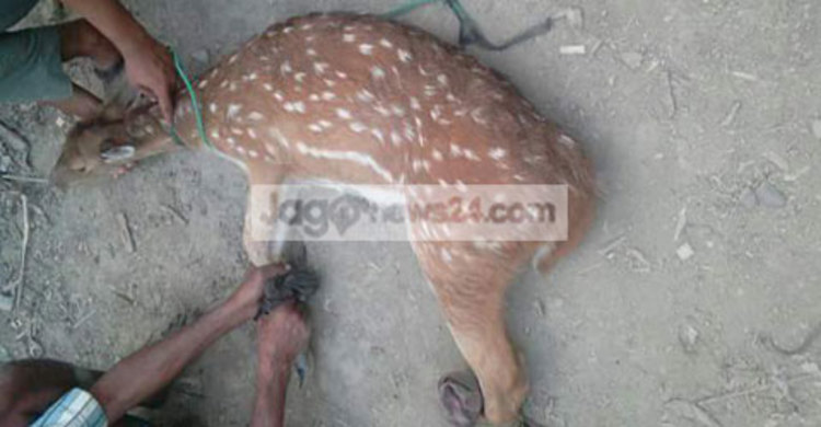 বাঘের তাড়া খেয়ে লোকালয়ে হরিণ