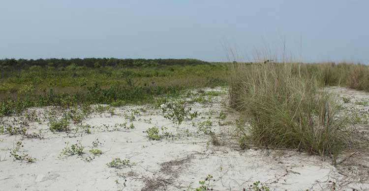 Call for developing ‘Bangabandhu Island’ as tourist spot