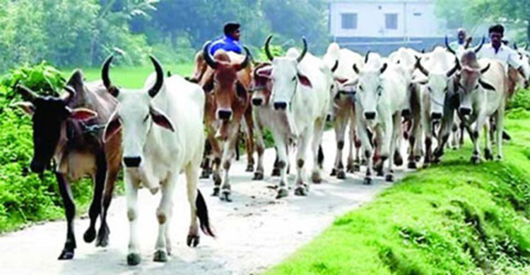 করিডোর ছাড়াই দেশে ঢুকছে ভারতীয় গরু 