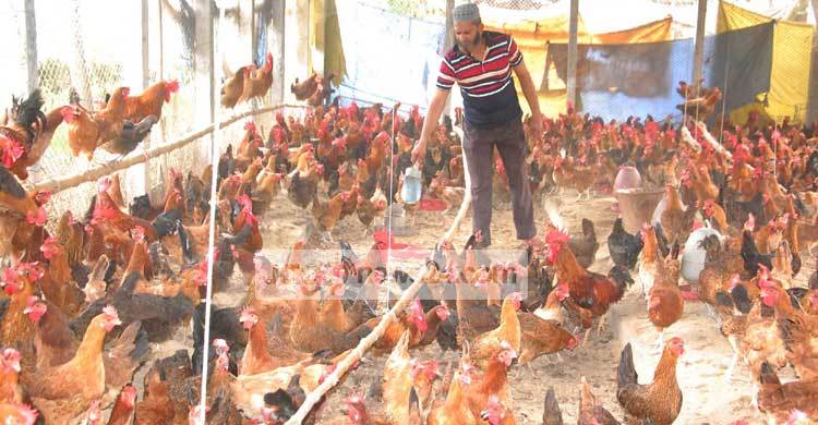 মুরগি পালন করে রবিউল এখন স্বাবলম্বী