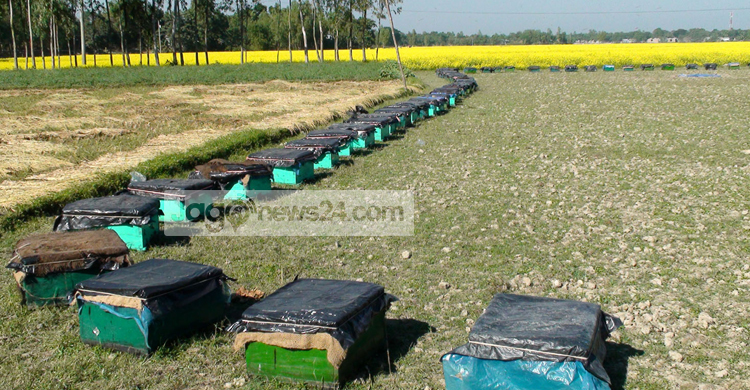 জামালপুরে বাড়ছে মৌ চাষ