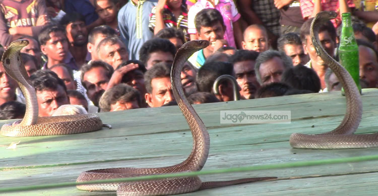হরিণাকুন্ডুতে ঐতিহ্যবাহী ঝাপান খেলা অনুষ্ঠিত