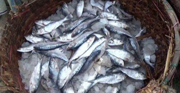 যাত্রীবাহী লঞ্চ থেকে ১৬০ কেজি জাটকা জব্দ