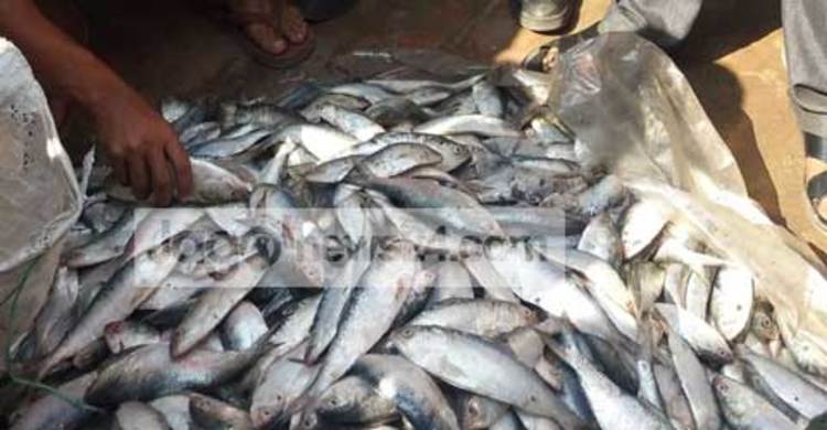 কক্সবাজারে দুই মণ জাটকা জব্দ