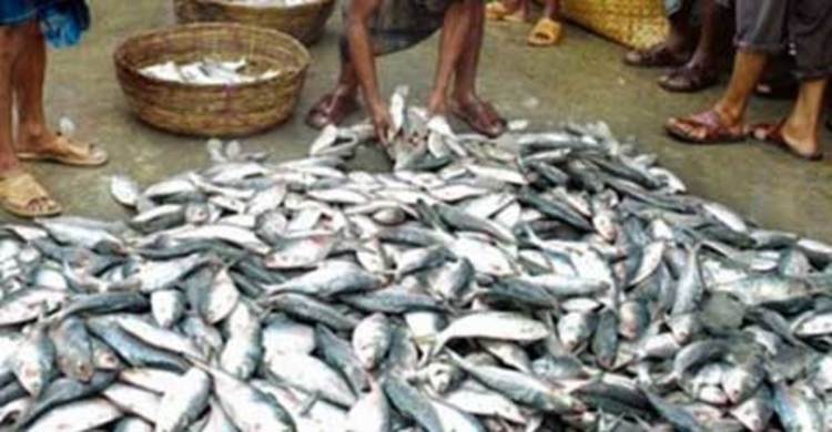 শরীয়তপুরে ৫০ মণ জাটকা জব্দ