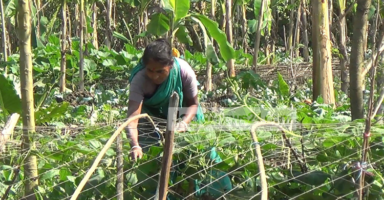 সবজিচাষে সবুজ বিপ্লব ঘটিয়েছেন ঝালকাঠির নারীরা