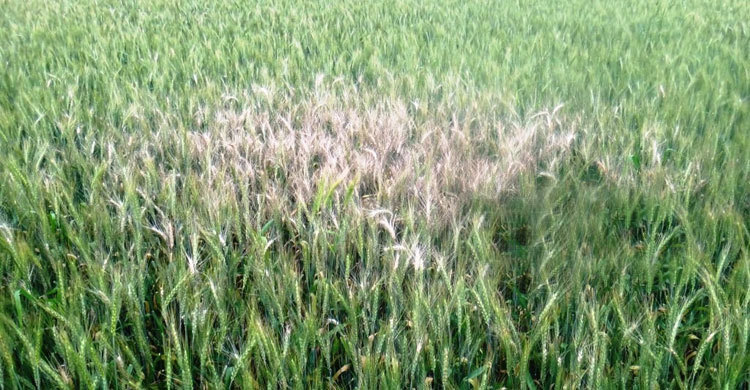 পাঁচ জেলায় গম চাষ না করার পরামর্শ