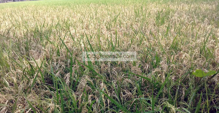 বোরো ধানে ব্লাস্ট সংক্রমণ, শুকিয়ে যাচ্ছে শীষ