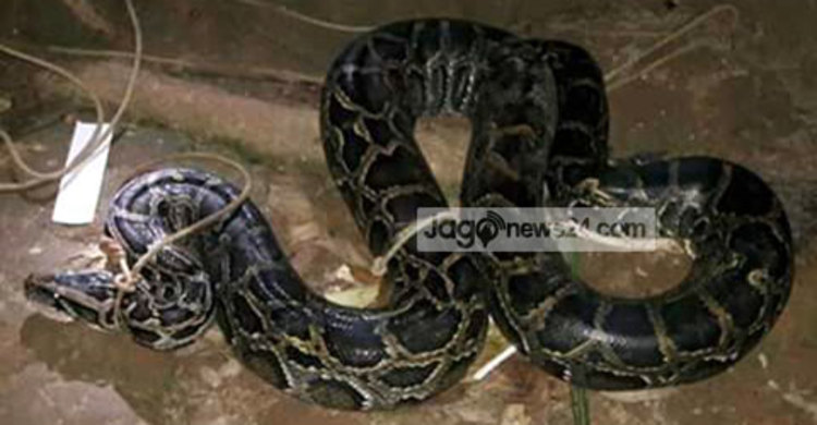 খাগড়াছড়িতে বিশালাকৃতির অজগর সাপ