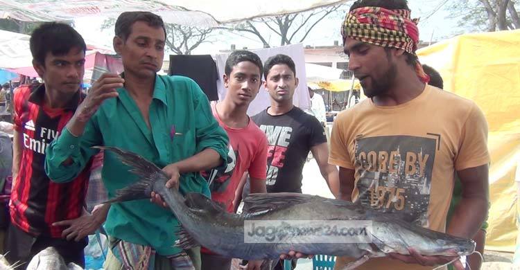 ৮শ বছরের কুড়িখাই মেলার প্রধান আকর্ষণ বড় মাছ