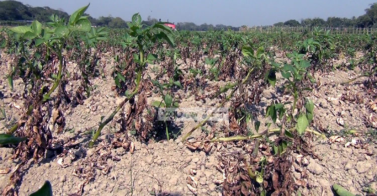 আলুখেতে লেটব্লাইট : দিশেহারা কৃষক