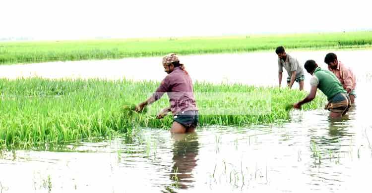 কিশোরগঞ্জে পানির নিচে ২৫০ কোটি টাকার ধান