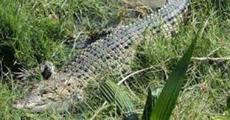 ইকোপার্কে বেড়াতে গিয়ে কুমিরের পেটে পর্যটক