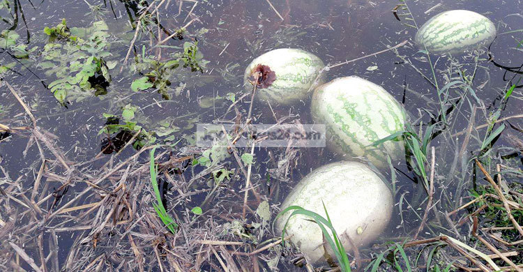 হাঁটু পানির নিচে তরমুজ, কৃষকের মাথায় হাত