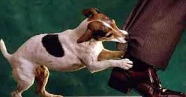 হবিগঞ্জে পাগলা কুকুরের কামড়ে আহত ২৭