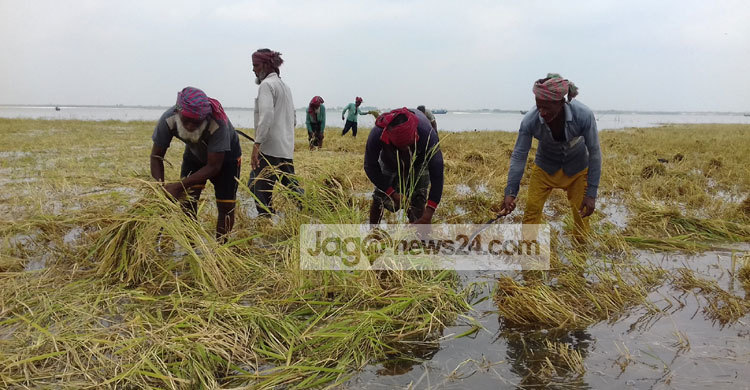 তলিয়েছে ফসল, দিশেহারা পদ্মাচরের কৃষক