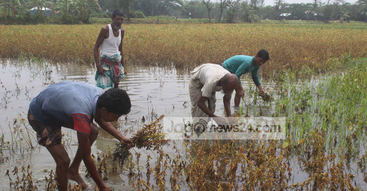 লক্ষ্মীপুরে পানিতে পচছে দুইশ কোটি টাকার ফসল