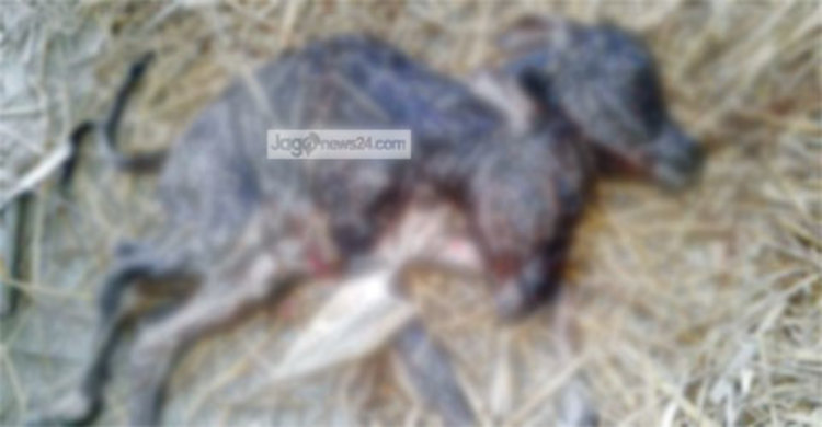 এক বাছুরের দুই মাথা