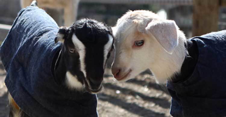 80 domestic animals get winter clothes in Rajshahi 