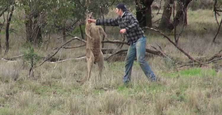 Man punched kangaroo to rescue dog 