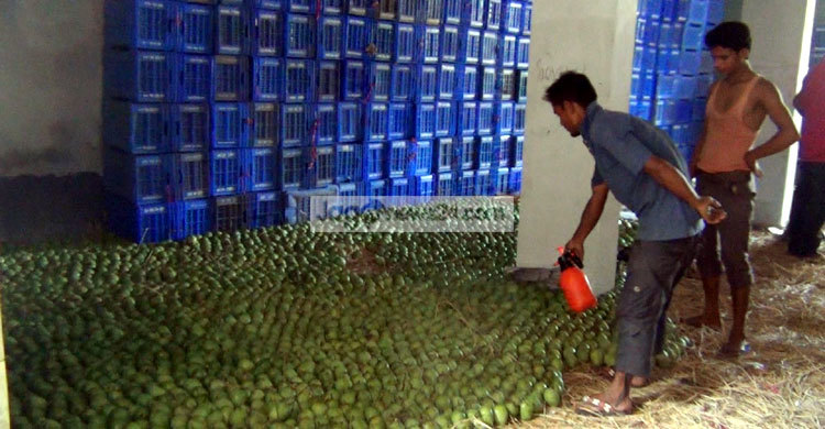 কার্বাইড মিশ্রিত ৫০ মণ আম ধ্বংস