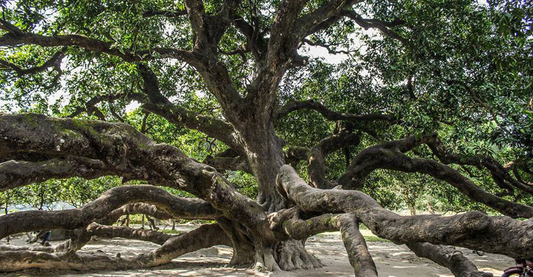 প্রাচীন সূর্যপুরী আমগাছ