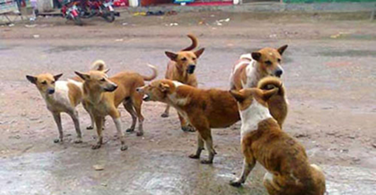গোয়ালন্দে কুকুর আতঙ্ক