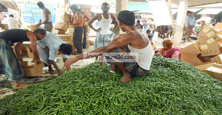 মরিচের কেজি ৫ টাকা, মইর‌্যা গেছি ভাই