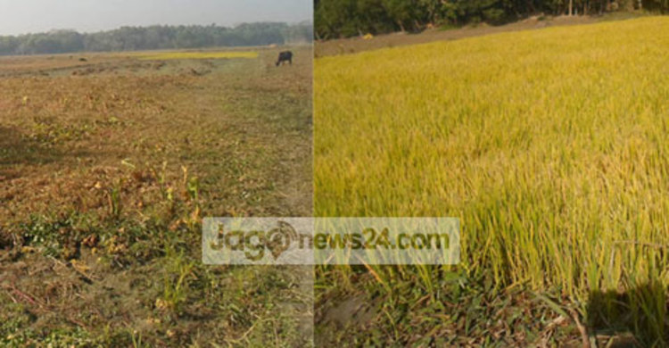মতলবে বোরো মৌসুমে সেচ প্রকল্পের পানি পাচ্ছে না কৃষক
