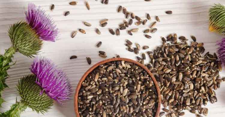 7 Amazing Benefits of Milk Thistle