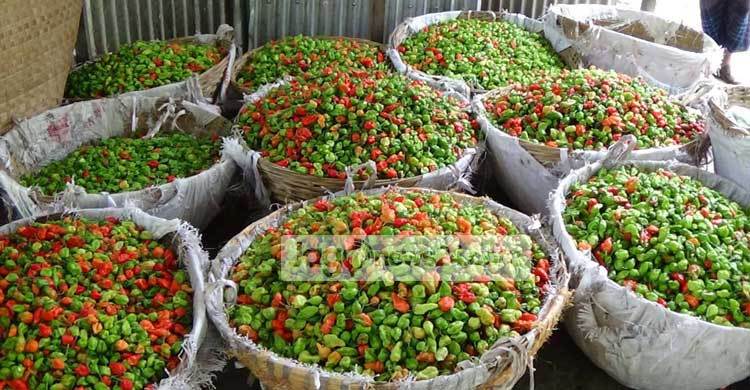 পিরোজপুরের বোম্বাই মরিচের কদর সারা দেশে