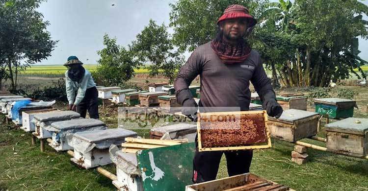 নাসিরনগরে সরিষাখেতে মধুচাষ