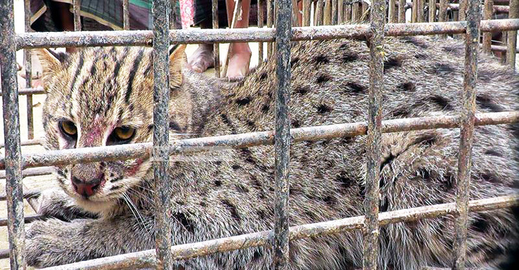 শিয়ালের ফাঁদে আটকা পড়ল বাঘ