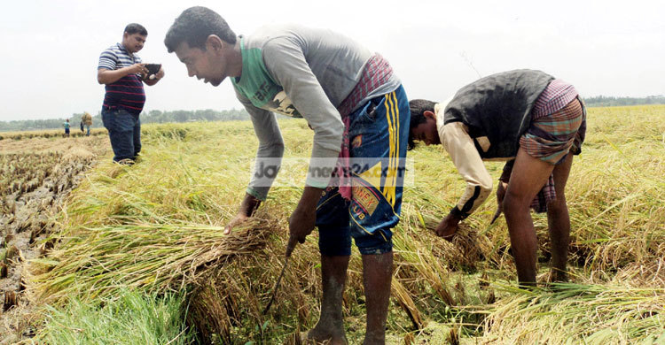 ধান কাটা শ্রমিক যেন সোনার হরিণ!